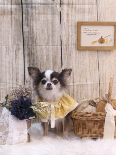 20241011ひめちゃん